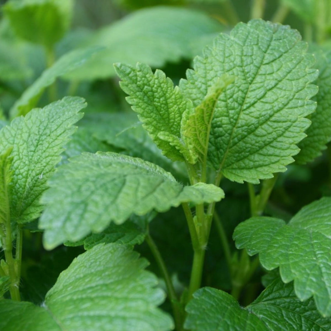 Lemon Balm: Nature’s Gentle Herb for Calm and Clarity