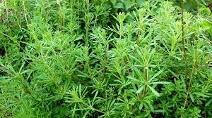 Sticky Willy (Cleavers): The Gentle Herb for Detox and Wellness