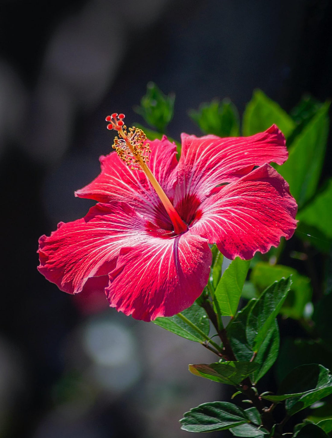 Unlocking the Healing Power of Hibiscus: Insights from Medical Medium