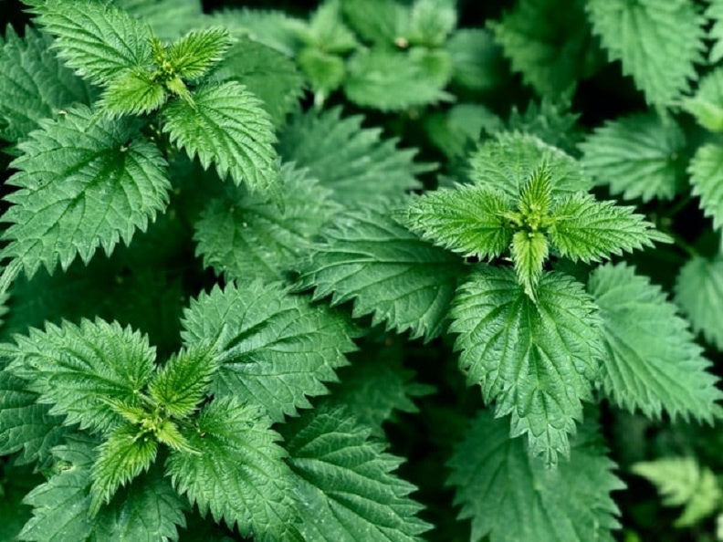 Nettle: The Healing Herb You Need in Your Life
