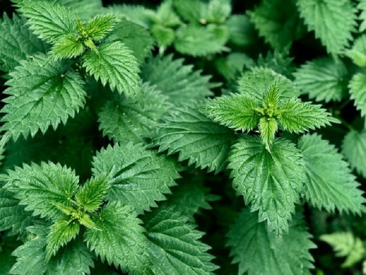 Nettle: The Healing Herb You Need in Your Life