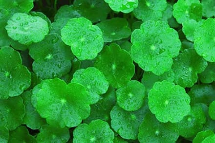 Gotu Kola: The Ancient Herb for Mind and Body Healing